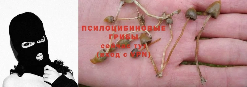 Псилоцибиновые грибы Psilocybe  Белокуриха 